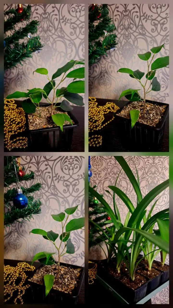 Продажа фикуса темнолистного и гипеаструма (амаралисов) в Уфе - Растения (Хобби и отдых) в Уфа