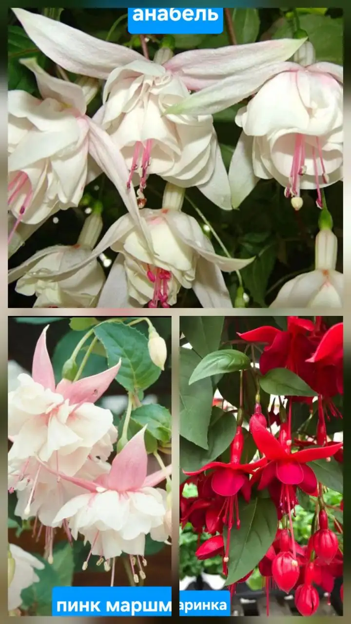 Фуксии 5 сортов черенки - Растения (Хобби и отдых) в Яркий