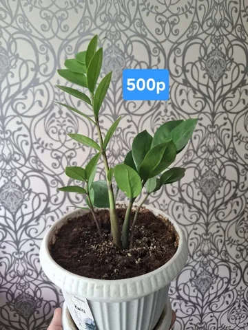 Замиокулькас в Ярком - Садоводство в Уфа