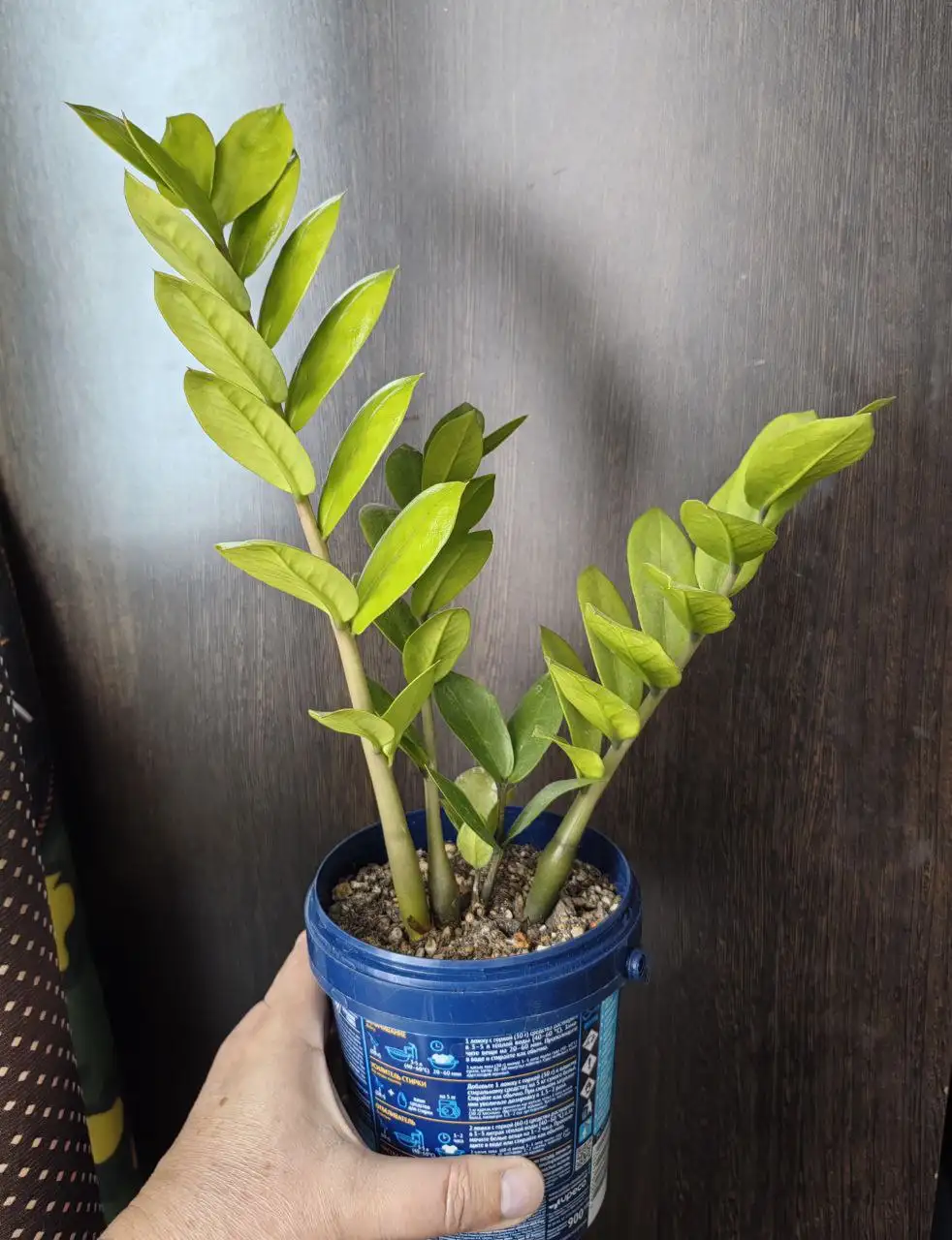 Продажа комнатных растений в Уфе - Растения (Хобби и отдых) в Уфа