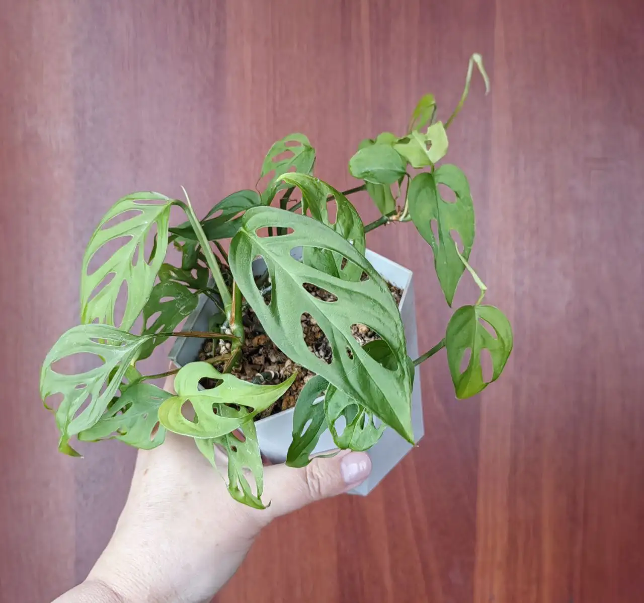 Продажа комнатных растений в Уфе - Растения (Хобби и отдых) в Уфа