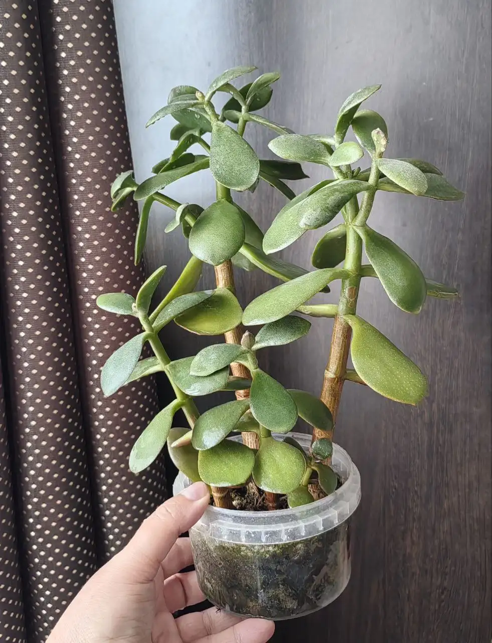 Продажа комнатных растений в Уфе - Растения (Хобби и отдых) в Уфа