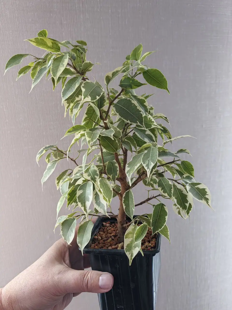 Продажа комнатных растений в Уфе - Растения (Хобби и отдых) в Уфа