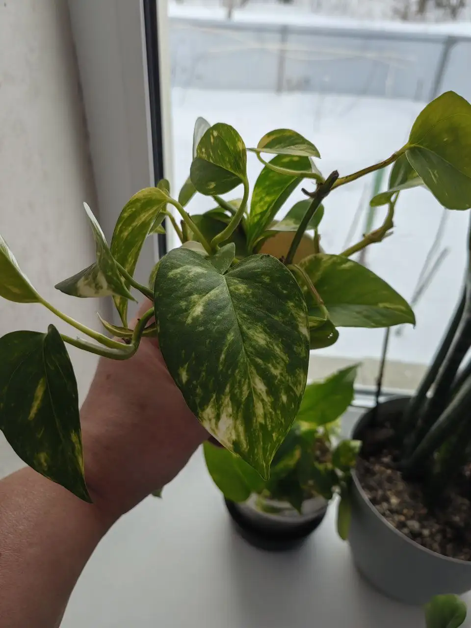 Мамина дача Уфа - Растения (Для дома и дачи) в Уфа