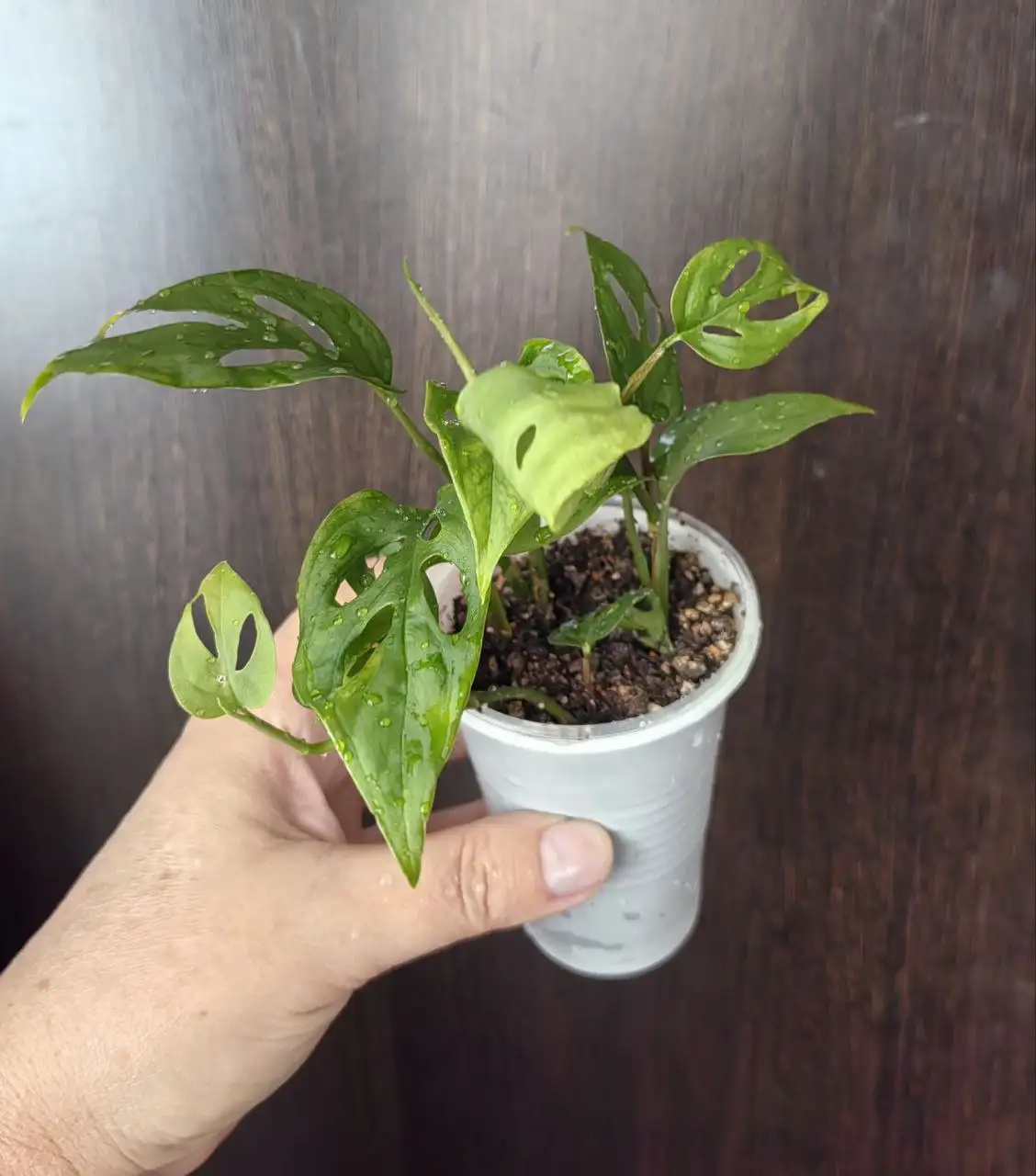 Мамина дача Уфа - Растения (Для дома и дачи) в Уфа