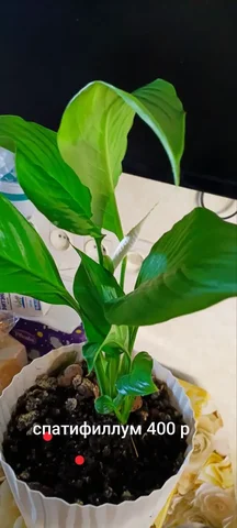 Бакалинская. Цветок с бутоном - Садоводство в Уфа