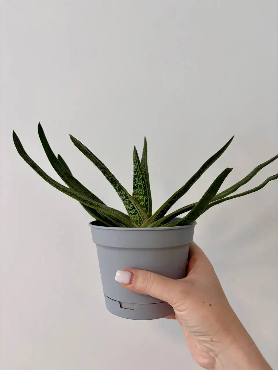 Взрослые комнатные растения в горшках - Комнатные растения (Хобби и отдых) в Уфа