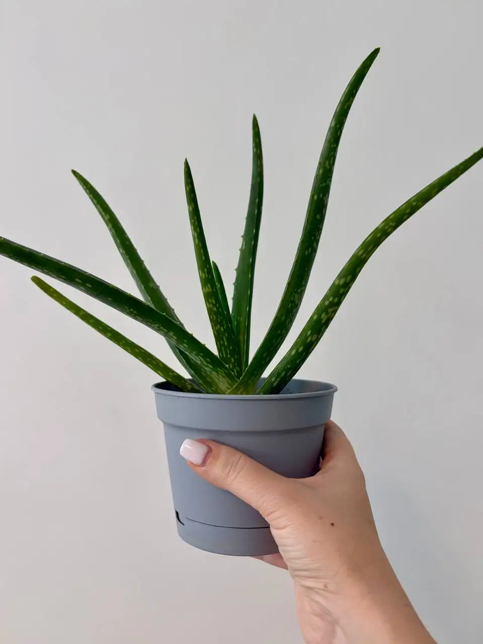 Взрослые комнатные растения в горшках - Комнатные растения (Хобби и отдых) в Уфа