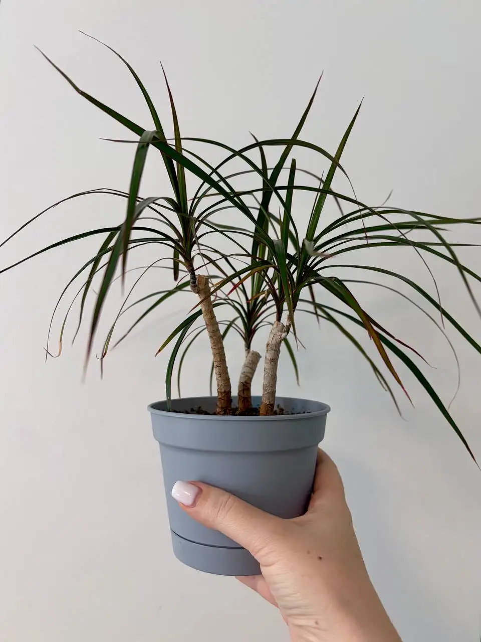 Взрослые комнатные растения в горшках - Комнатные растения (Хобби и отдых) в Уфа