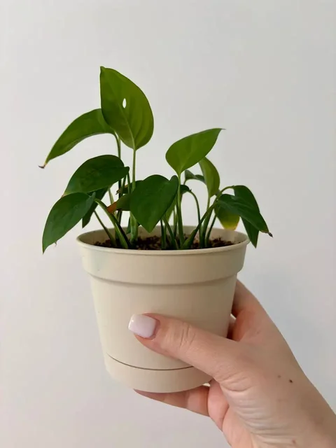 Комнатные растения в новых пластиковых горшках 0,7 л - Садоводство в Уфа