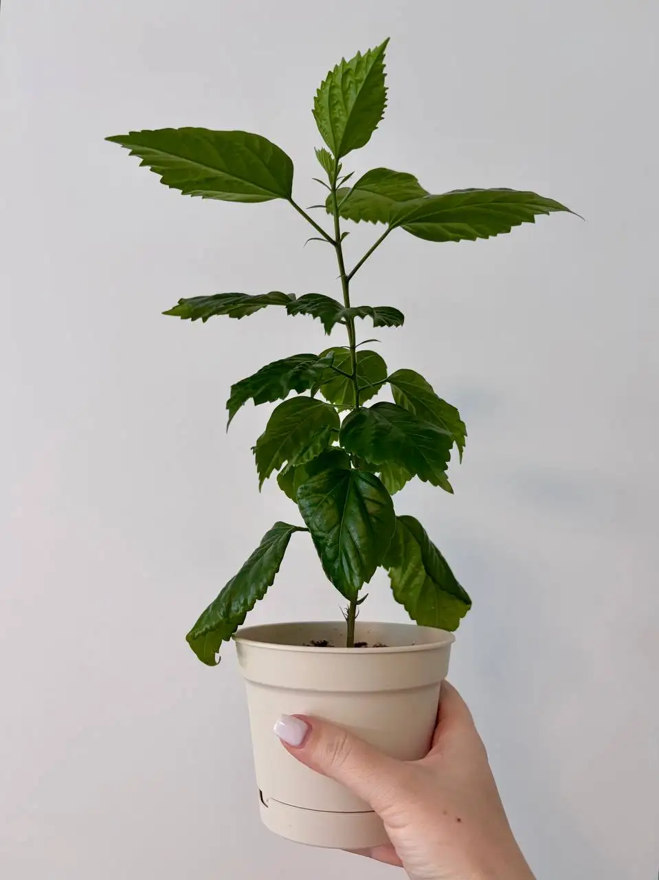 Комнатные растения в новых пластиковых горшках 0,7 л - Растения (Хобби и отдых) в Уфа