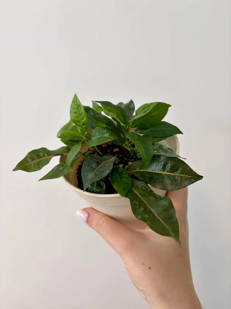 Комнатные растения в новых пластиковых горшках 0,7 л - Растения (Хобби и отдых) в Уфа