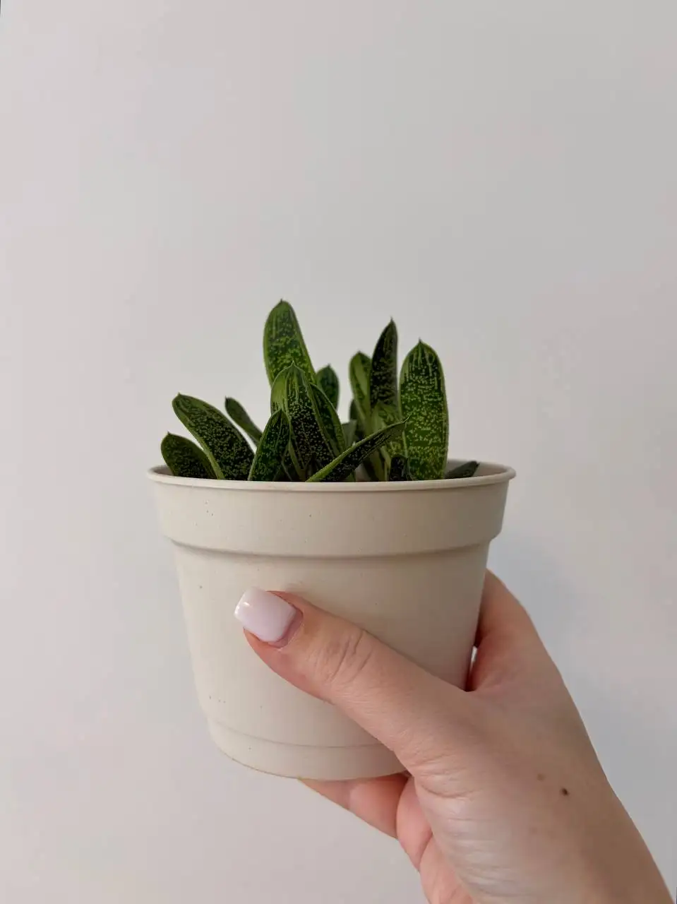 Комнатные растения в новых пластиковых горшках 0,7 л - Растения (Хобби и отдых) в Уфа