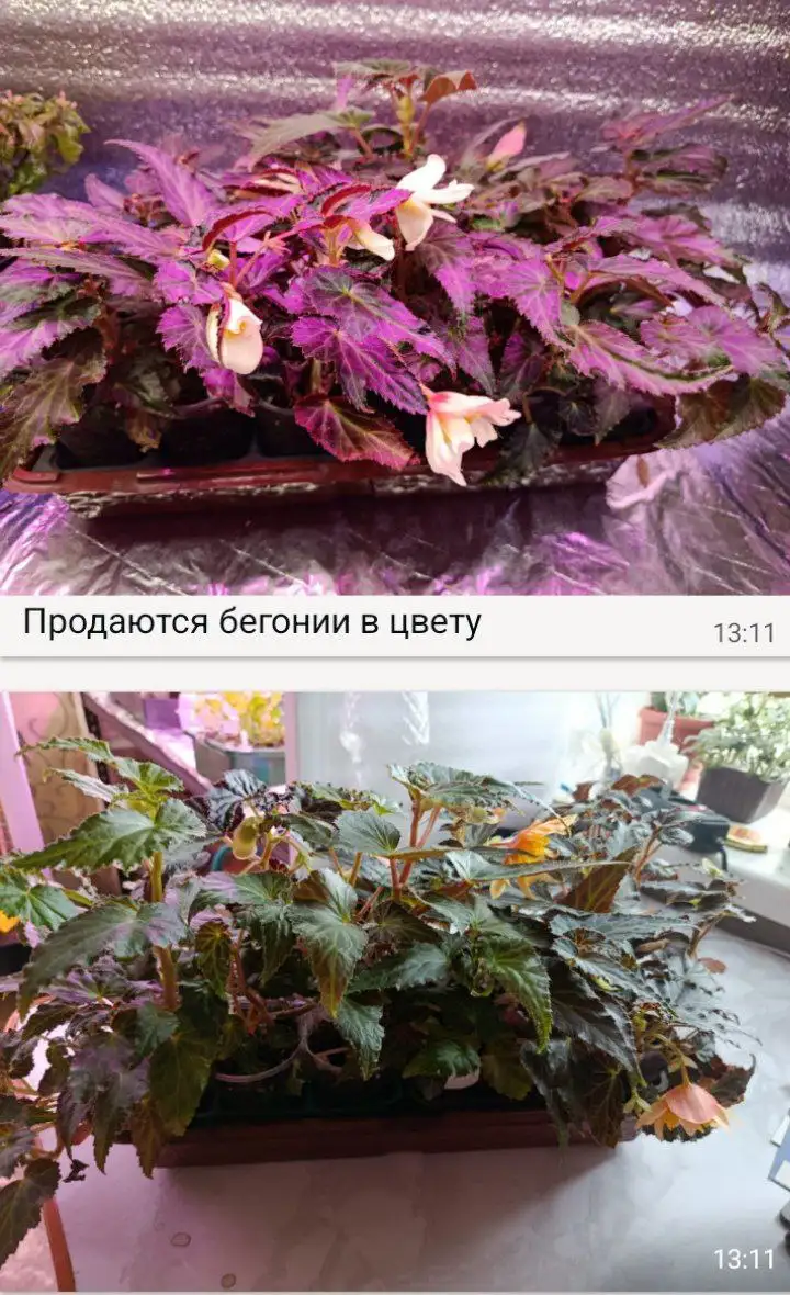 Продажа растений в Буздяке - Растения (Хобби и отдых) в Буздяк