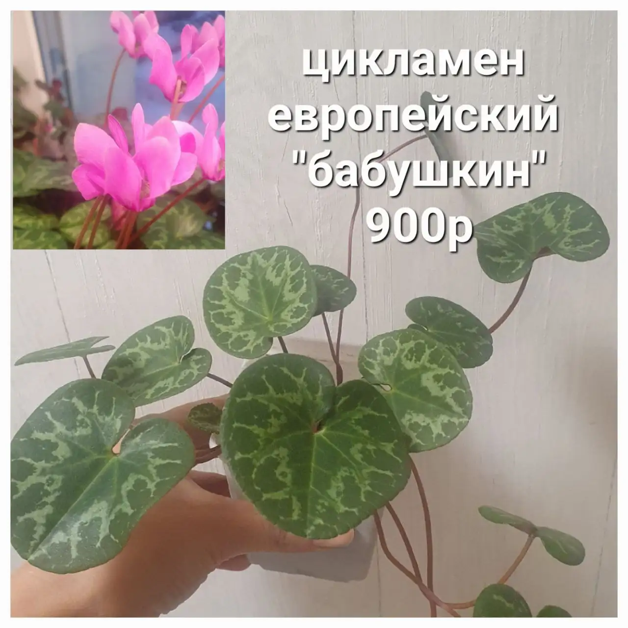 Продам растения с маминой дачи в Уфе - Растения (Хобби и отдых) в Уфа