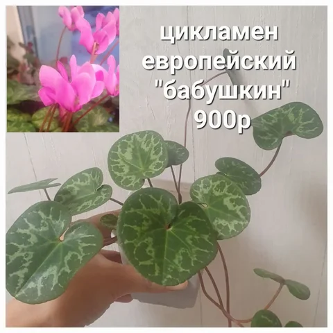 Продам растения с маминой дачи в Уфе - Хобби и отдых в Уфа