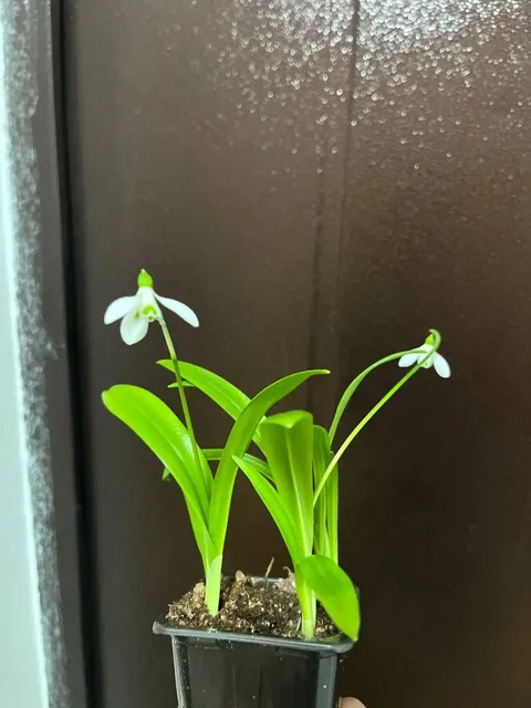 Яркие растения с маминой дачи в Уфе - Религиозные предметы в Уфа