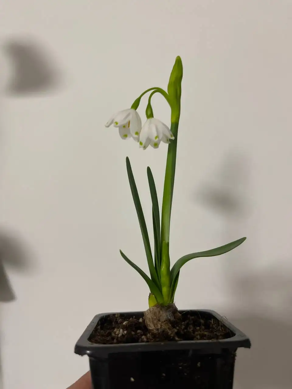 Яркие растения с маминой дачи в Уфе - Растения (Хобби и отдых) в Уфа