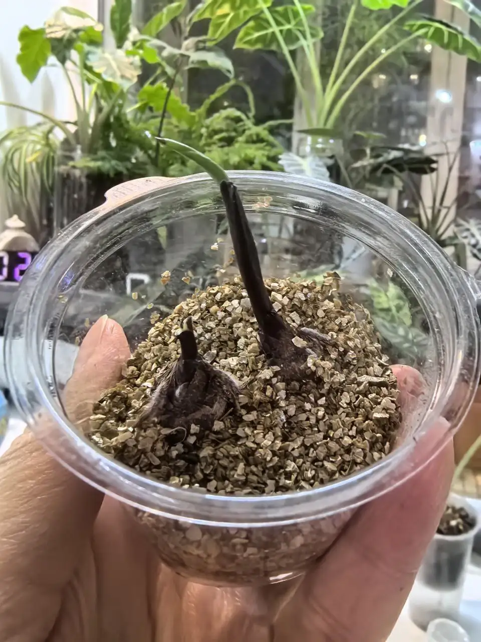 Клубень алоказии Блек Стем с черной ножкой - Растения (Хобби и отдых) в Уфа