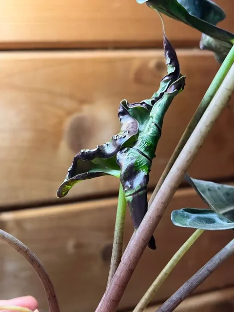 Продажа клубней Алоказии Локо - Религиозные предметы в Уфа