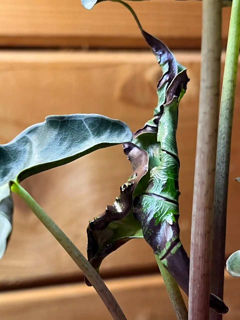 Продажа клубней Алоказии Локо - Растения (Хобби и отдых) в Уфа