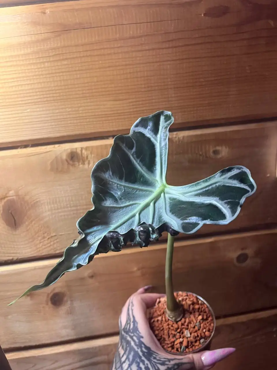 Продажа клубней Алоказии Локо - Растения (Хобби и отдых) в Уфа