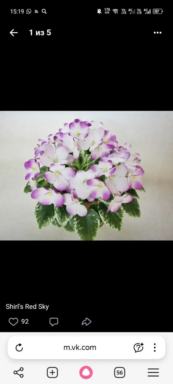 Продажа мини фиалок цветущих и зацветающих - Растения (Хобби и отдых) в Уфа