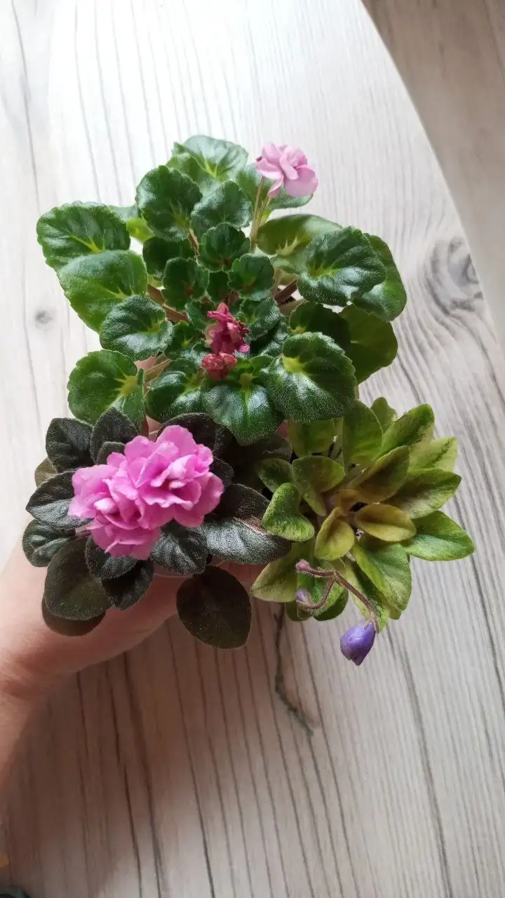 Продажа мини фиалок цветущих и зацветающих - Растения (Хобби и отдых) в Уфа