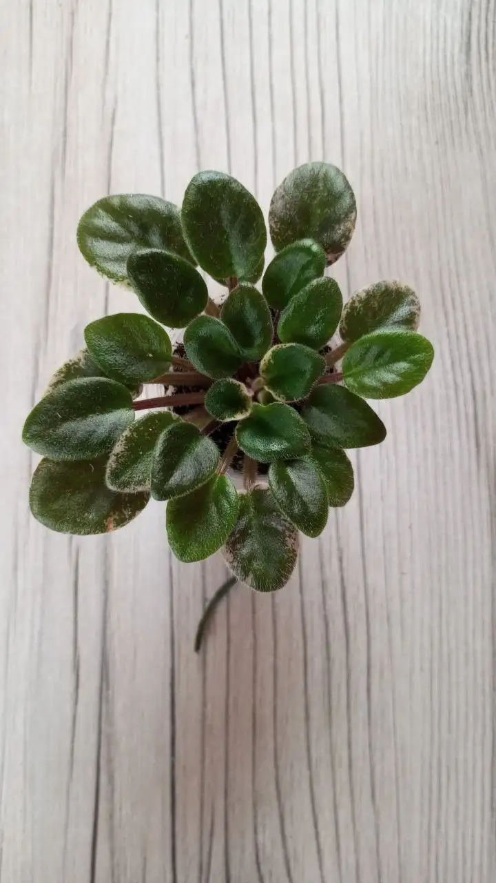 Продажа мини фиалок цветущих и зацветающих - Растения (Хобби и отдых) в Уфа