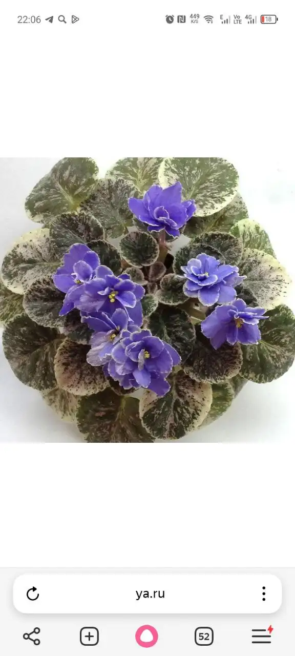 Продажа мини фиалок цветущих и зацветающих - Растения (Хобби и отдых) в Уфа