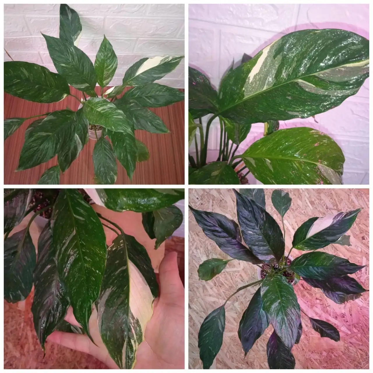 Спатифиллум Джемени с детками - Растения (Хобби и отдых) в Уфа