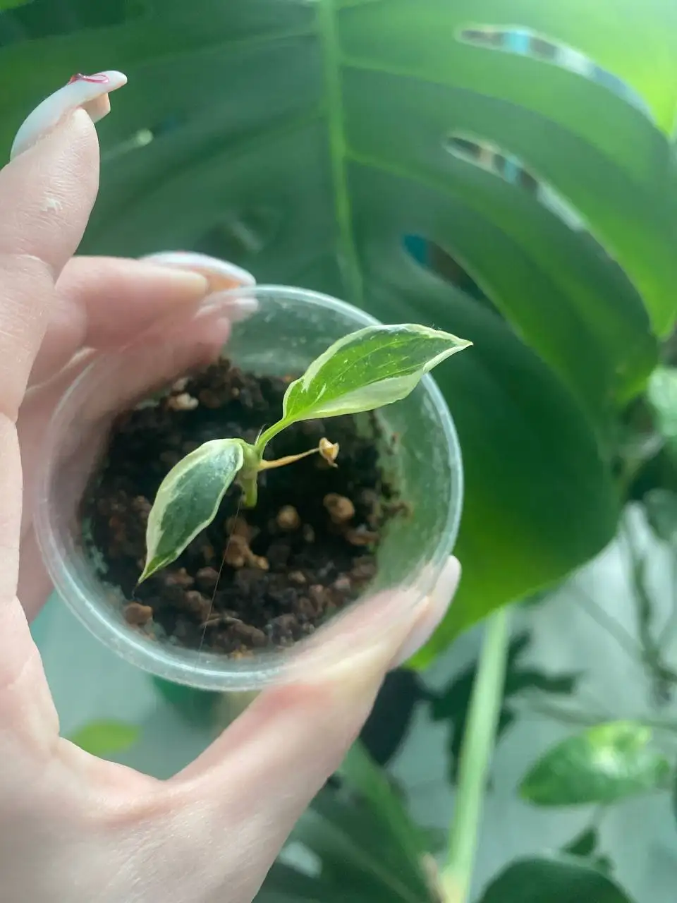 Спатифилум Джемени - Растения (Хобби и отдых) в Уфа