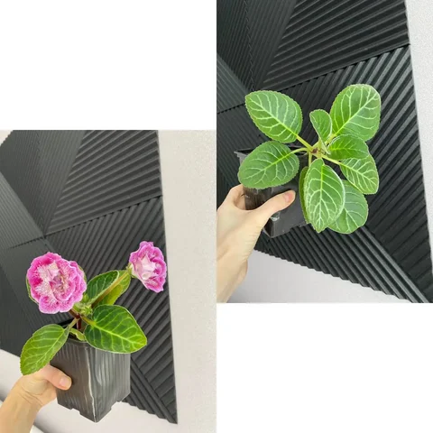 Продажа глоксинии с примером цветения - Религиозные предметы в Уфа