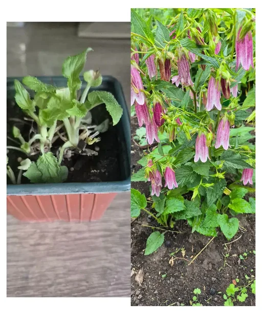 Продажа колокольчика и хризантемы корейской прошлогодней посадки - Религиозные предметы в Уфа