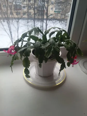 Растения для дачи в Уфе - Для дома и дачи в Уфа