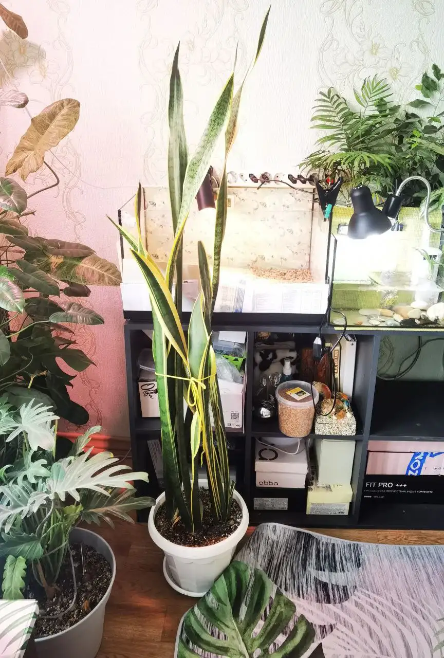 Растение высотой 155см с горшком - Растения (Хобби и отдых) в Уфа