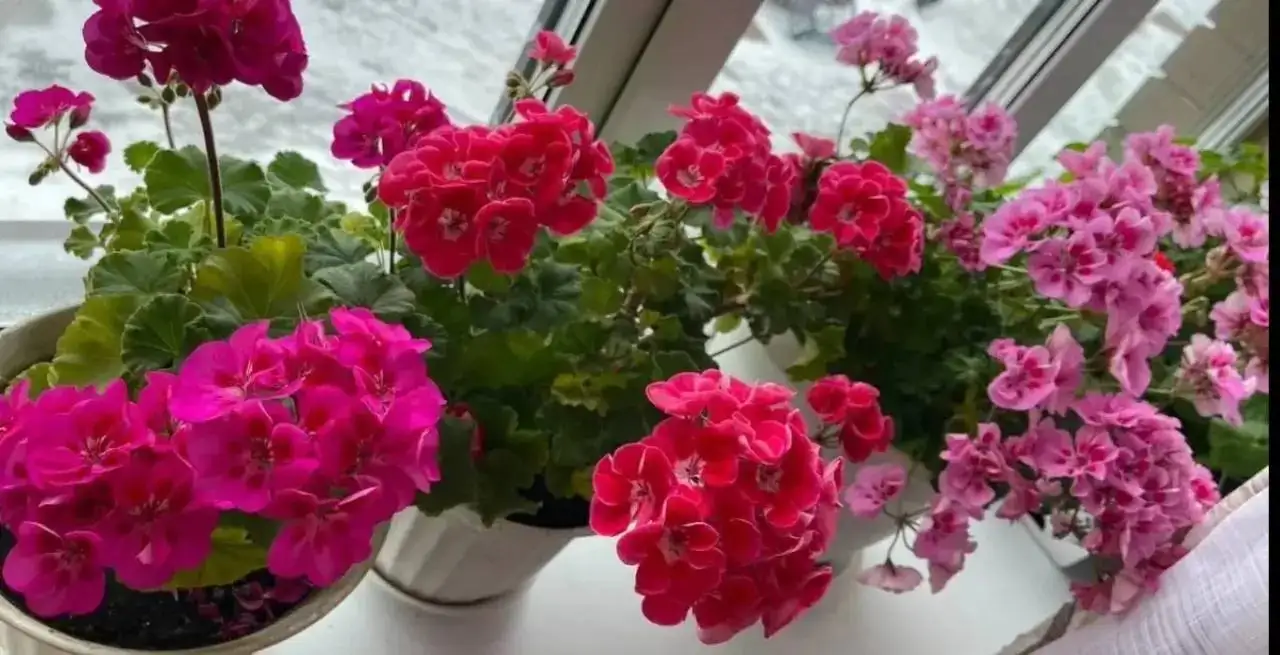 Поиск гераней для приобретения - Растения (Хобби и отдых) в Уфа