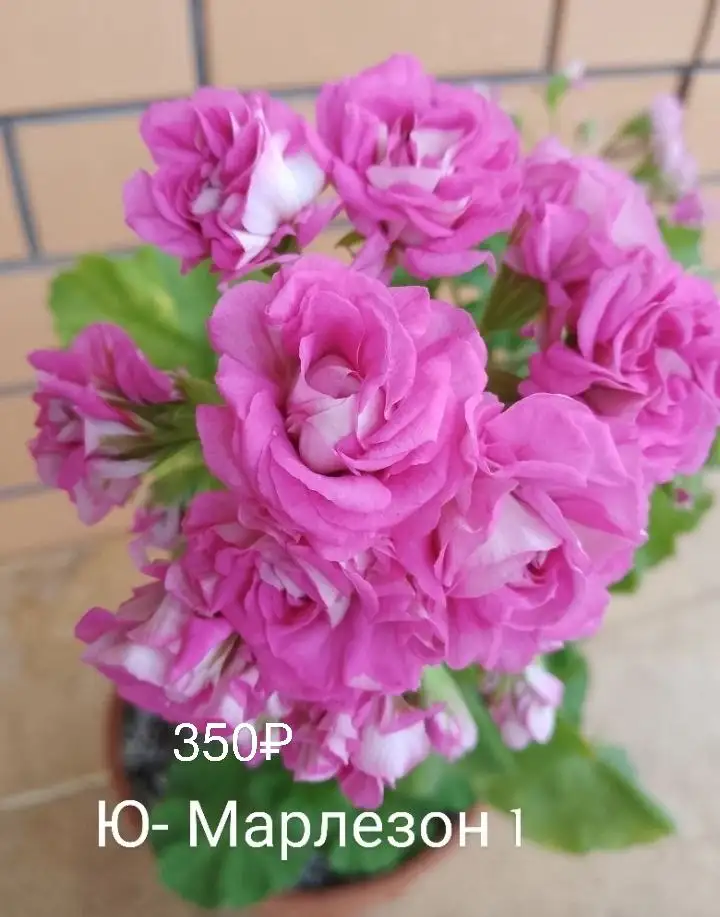 Продажа растений на Маминой даче в Уфе - Растения (Хобби и отдых) в Уфа