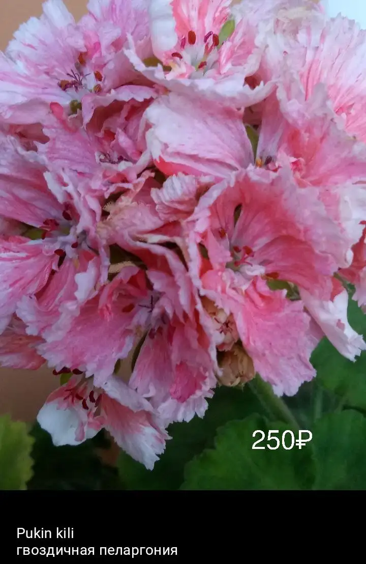 Продажа растений на Маминой даче в Уфе - Растения (Хобби и отдых) в Уфа