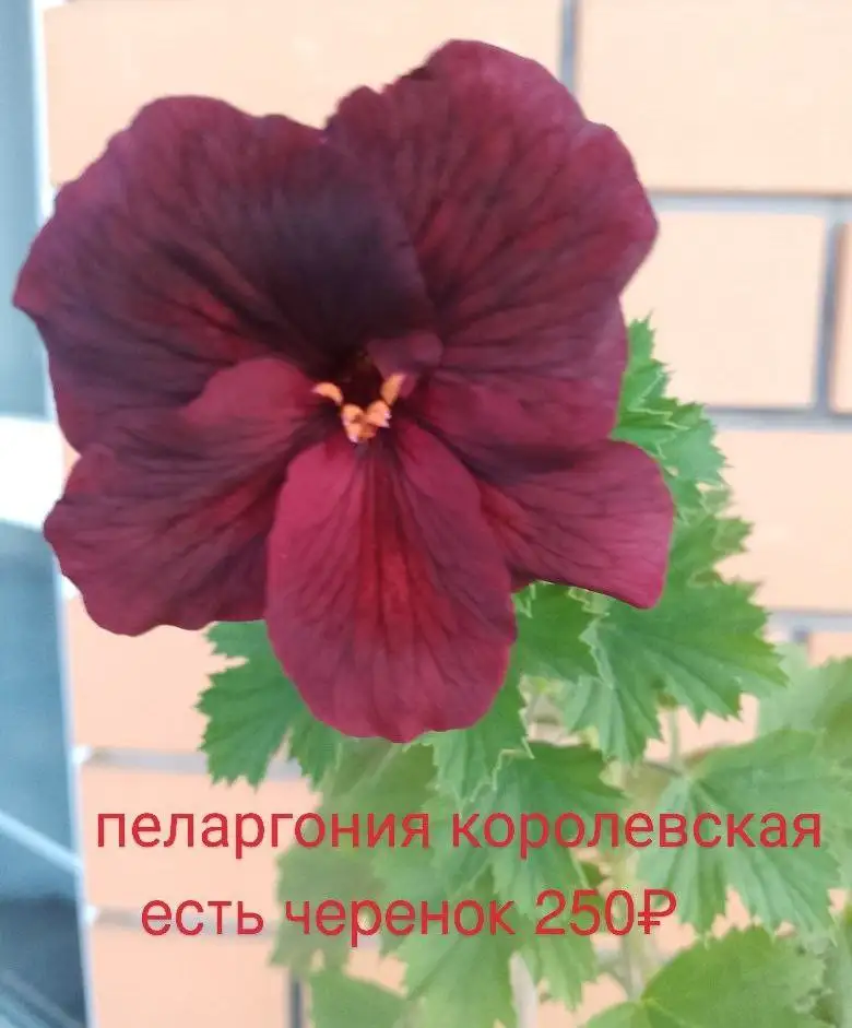 Продажа растений на Маминой даче в Уфе - Растения (Хобби и отдых) в Уфа