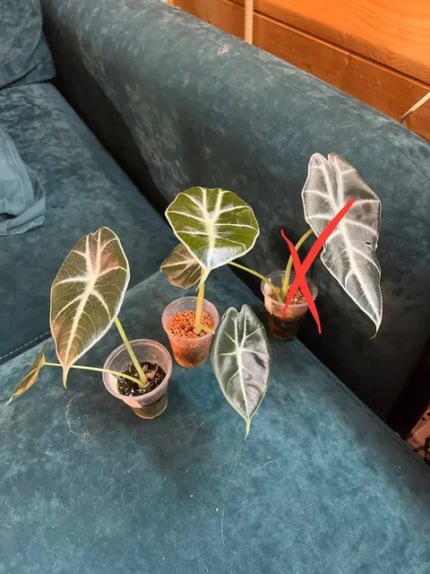 Продажа растений: алоказии и антуриумы - Хобби и отдых в Уфа