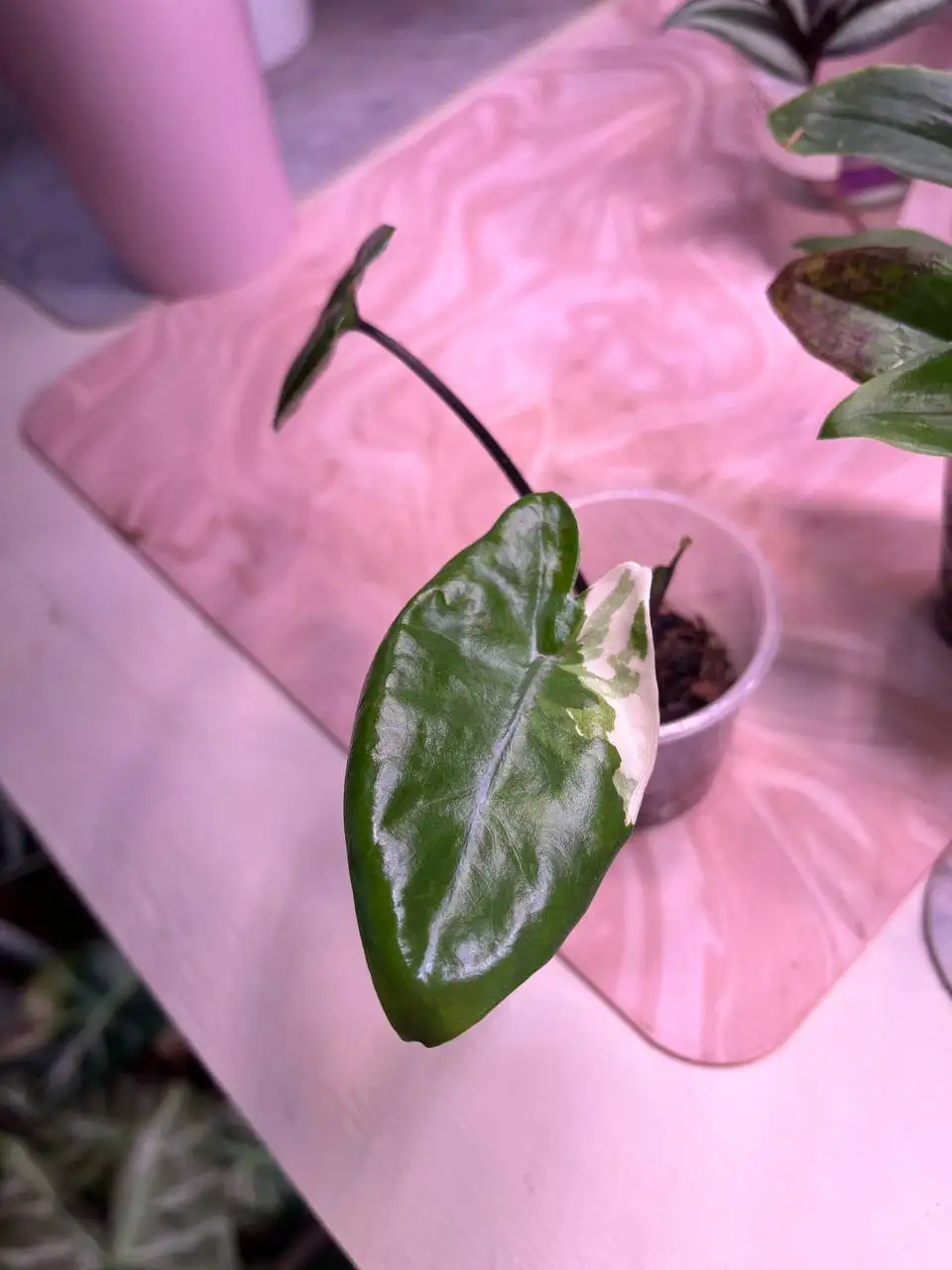 Продажа растений: алоказии и антуриумы - Растения (Хобби и отдых) в Уфа