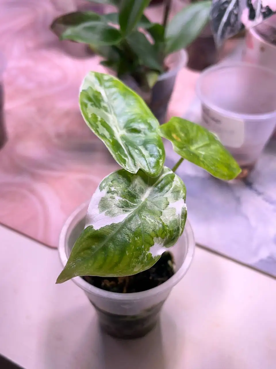 Продажа растений: алоказии и антуриумы - Растения (Хобби и отдых) в Уфа