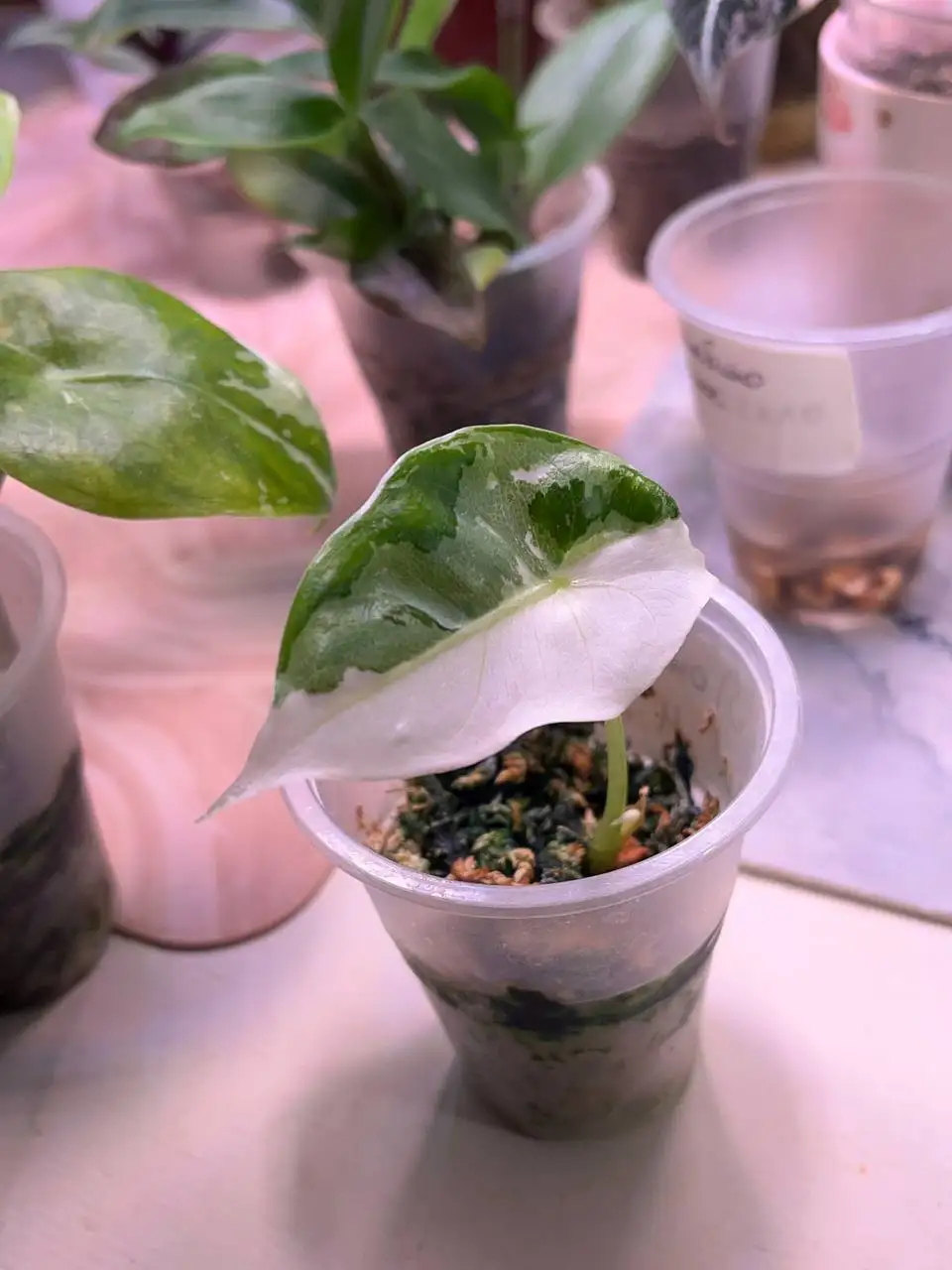 Продажа растений: алоказии и антуриумы - Растения (Хобби и отдых) в Уфа