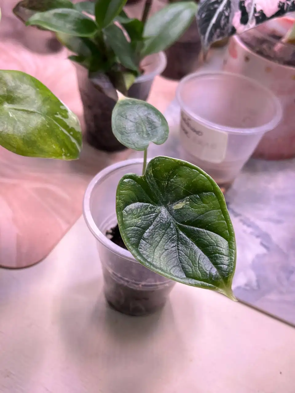 Продажа растений: алоказии и антуриумы - Растения (Хобби и отдых) в Уфа