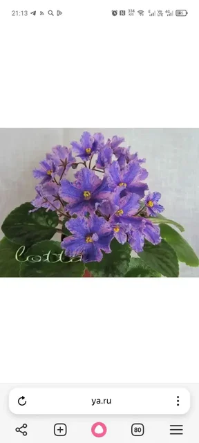 Растения Химеры - Хобби и отдых в Уфа