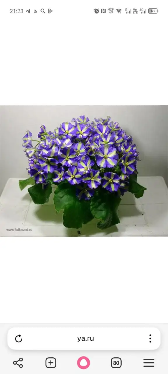 Растения Химеры - Растения (Хобби и отдых) в Уфа