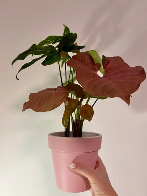 Сингониумы трех сортов в пластиковом горшке - Хобби и отдых в Уфа