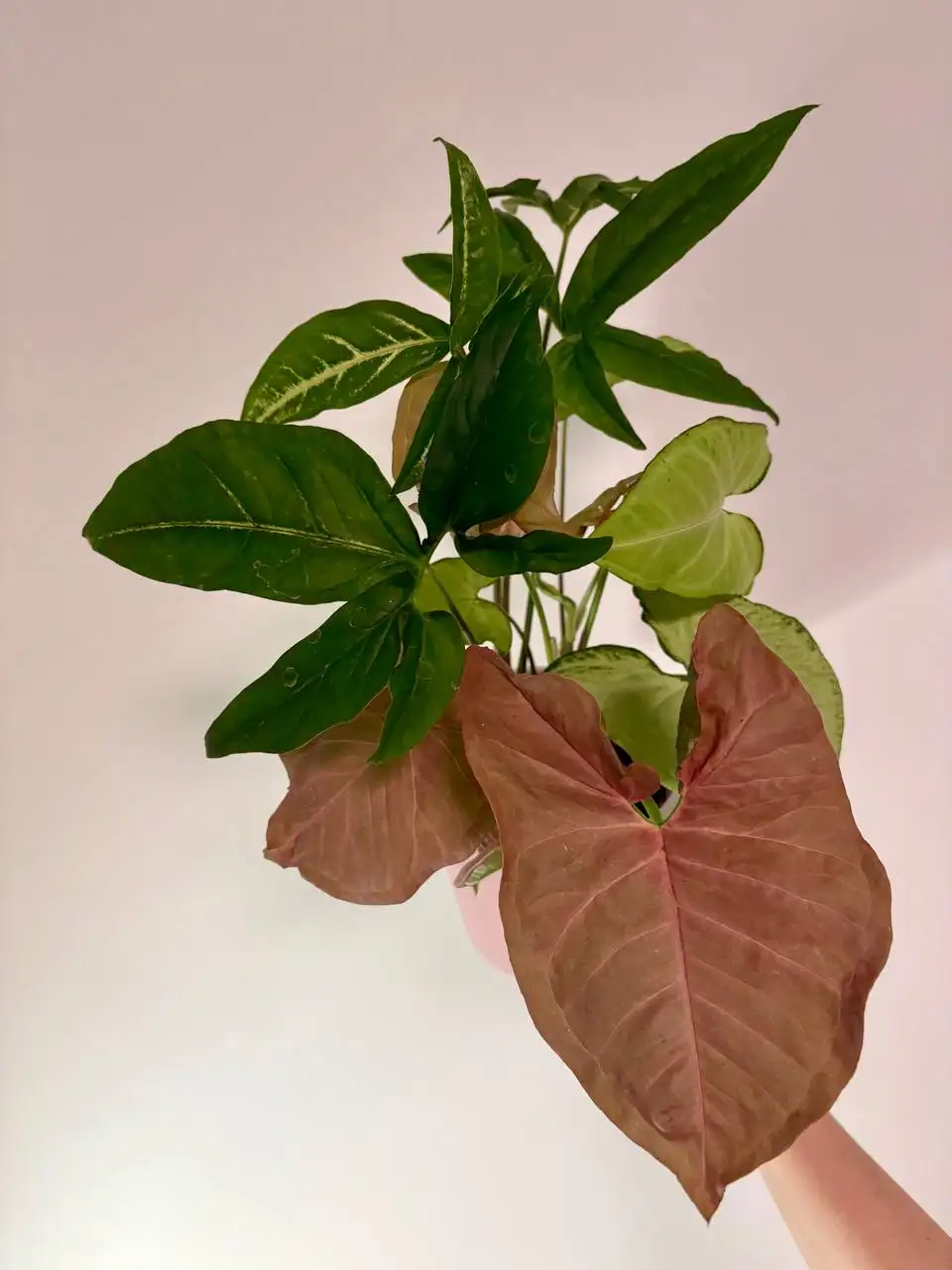 Сингониумы трех сортов в пластиковом горшке - Растения (Хобби и отдых) в Уфа