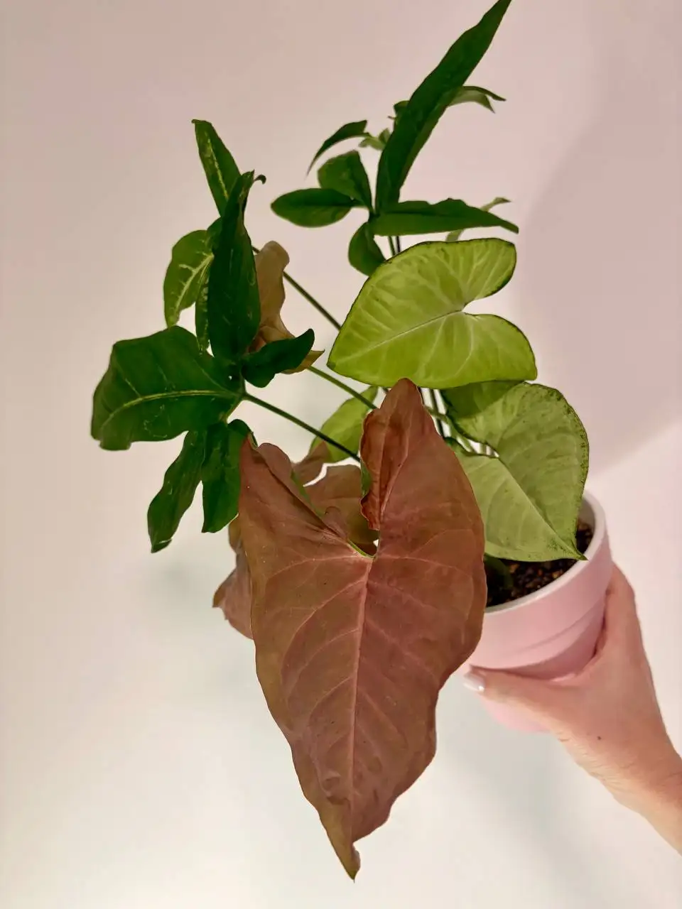 Сингониумы трех сортов в пластиковом горшке - Растения (Хобби и отдых) в Уфа